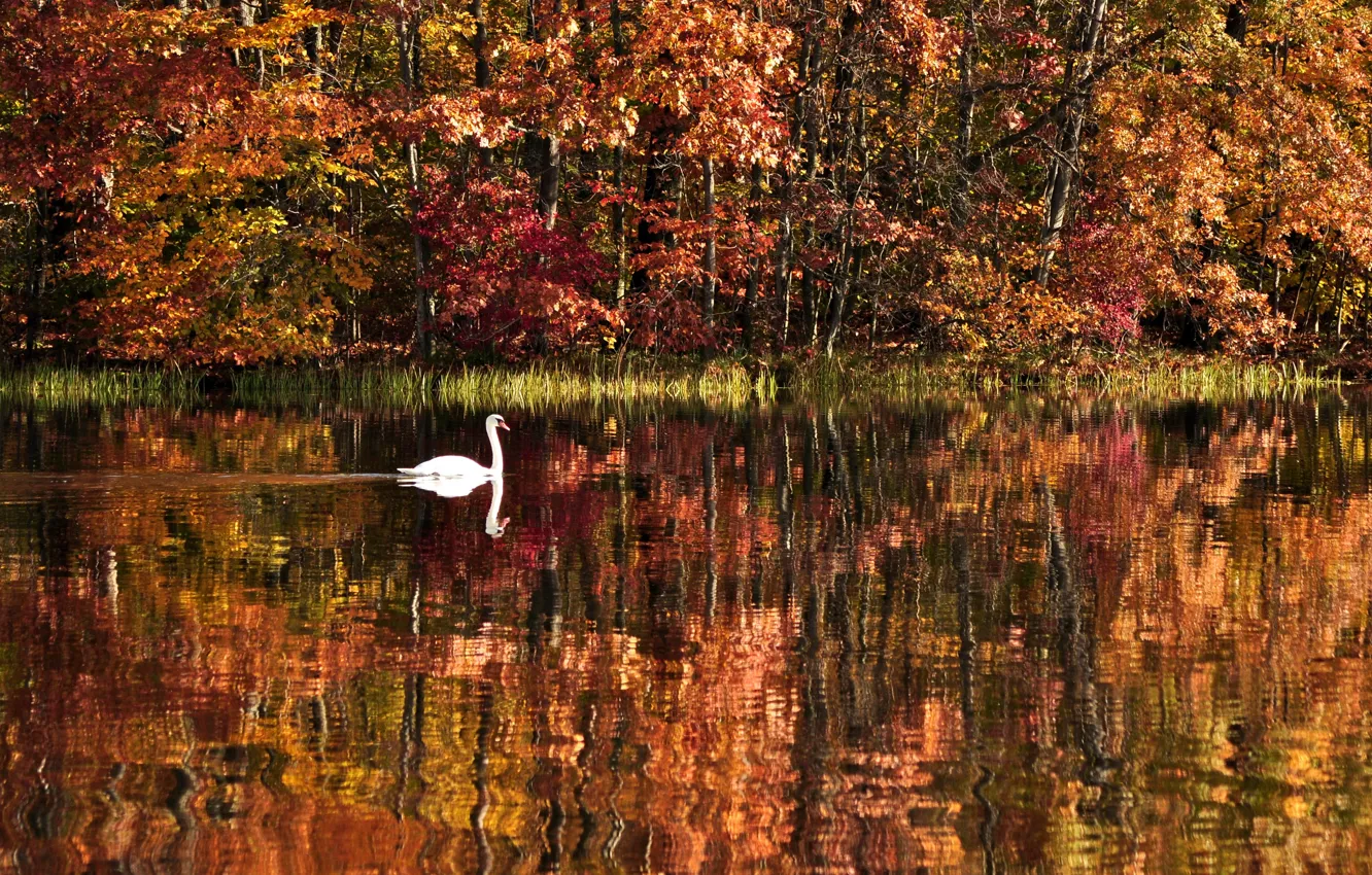 Фото обои осень, лес, вода, деревья, пейзаж, природа, озеро