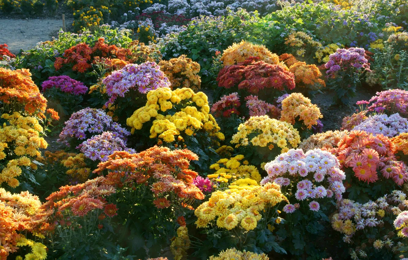 Фото обои цветы, сад, солнечно, разноцветные, кусты, хризантемы