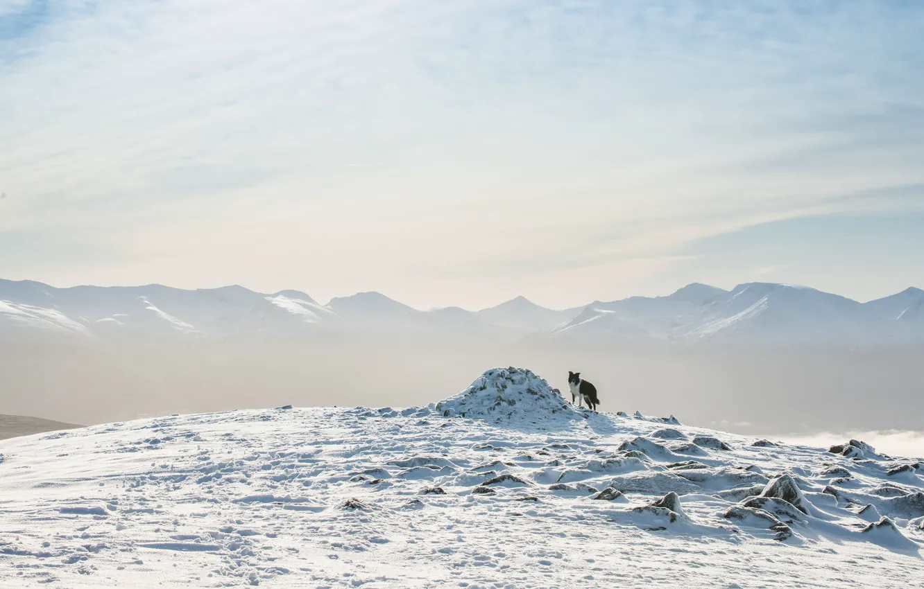 Фото обои зима, снег, горы, собака, бордер-колли