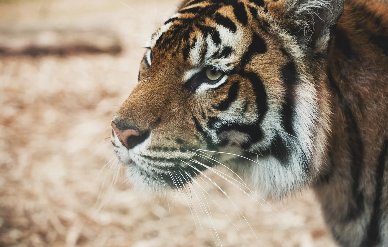 Фото обои усы, тигр, хищник, шерсть, смотрит