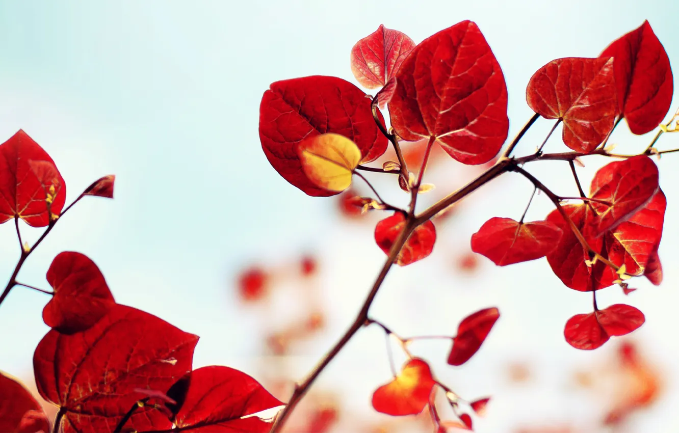 Фото обои листья, ветка, красные