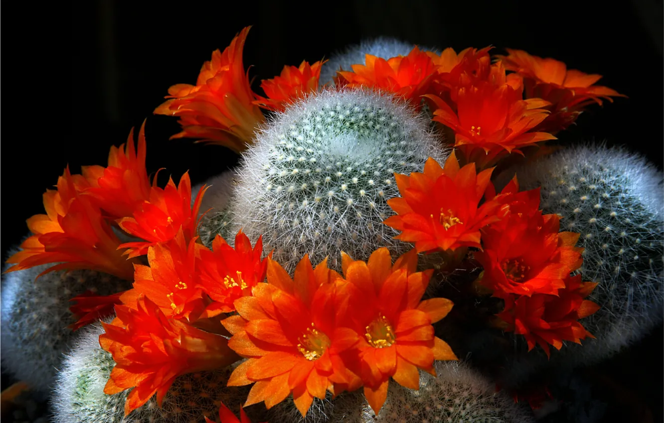 Фото обои flowers, flora, cacti