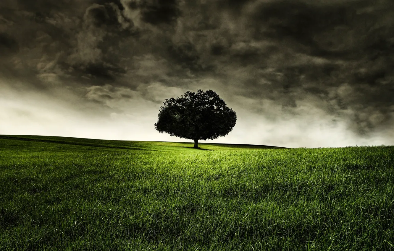 Фото обои трава, деревья, природа, одиночество, фото, пейзажи