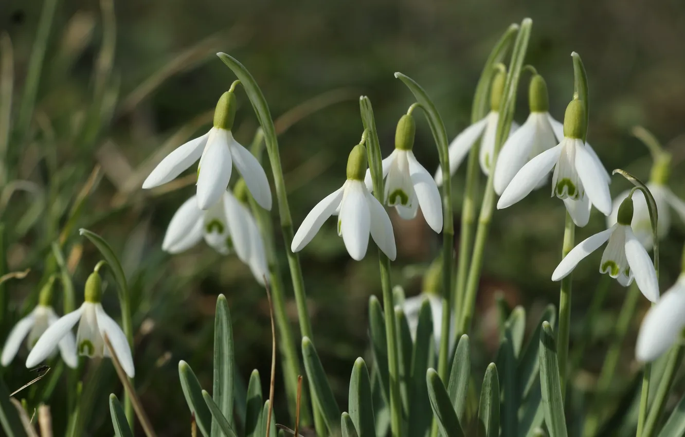 Фото обои white, flower, snowdrops