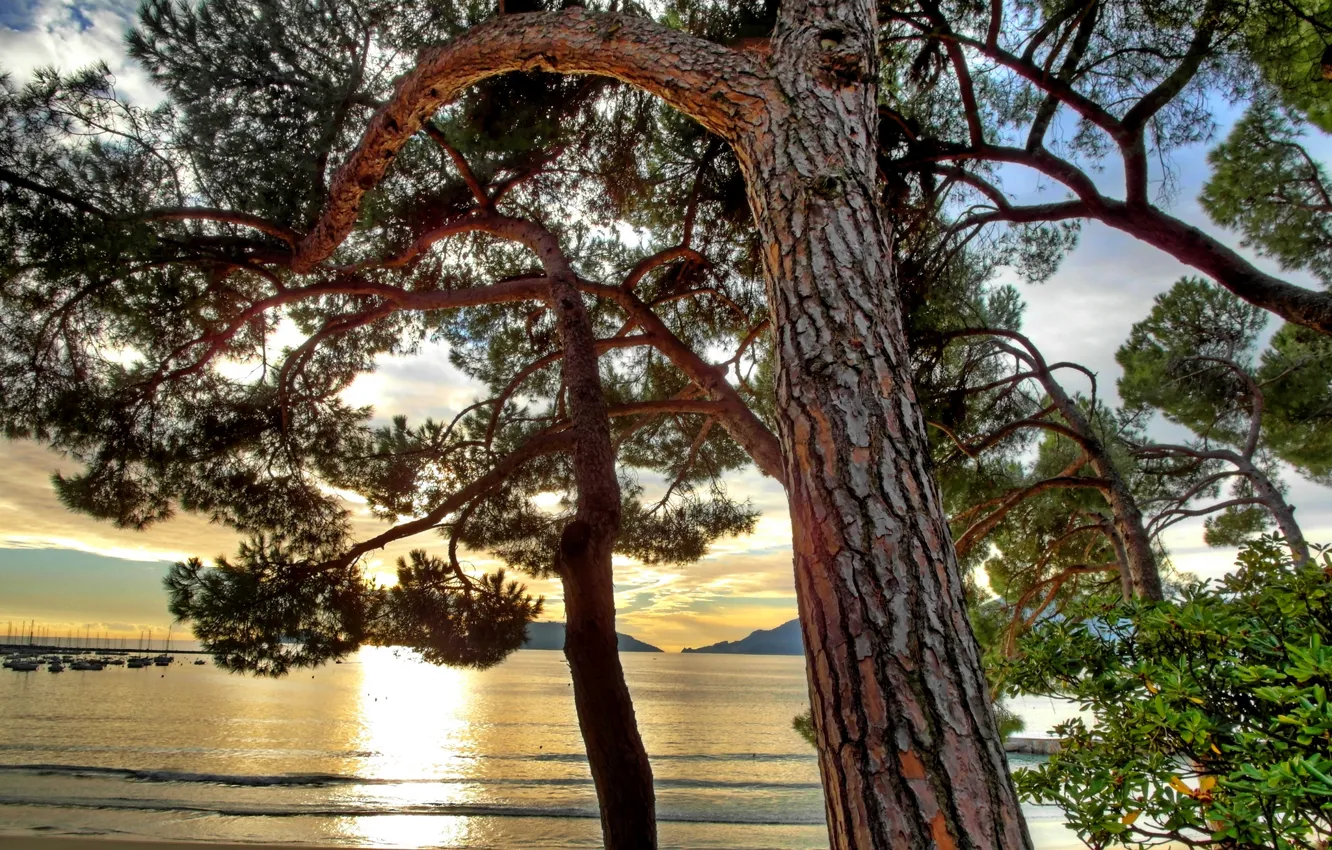 Фото обои деревья, горы, озеро