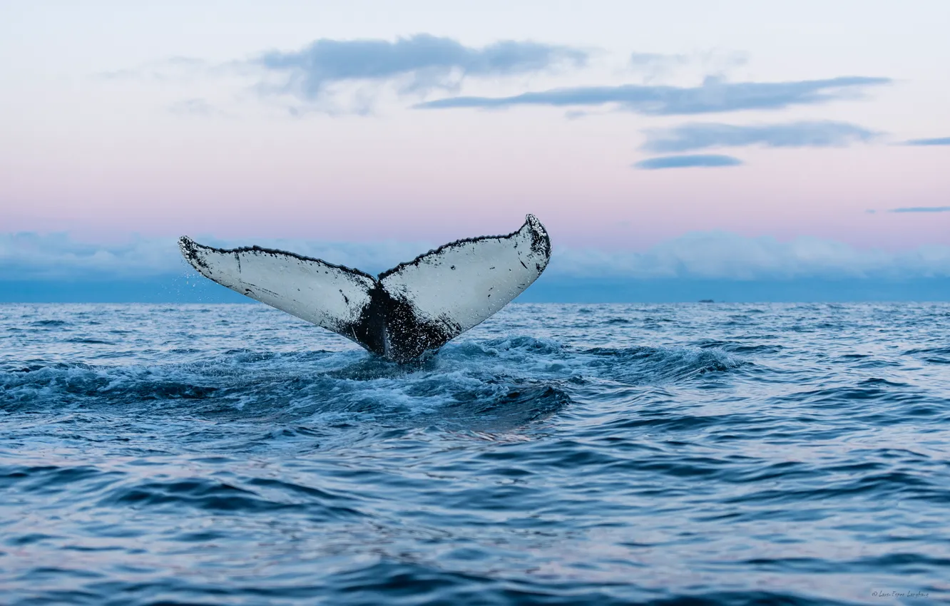 Фото обои море, природа, кит