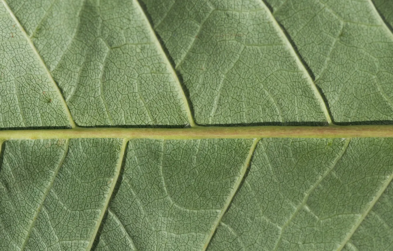 Фото обои green, leaf, plant, chlorophyll