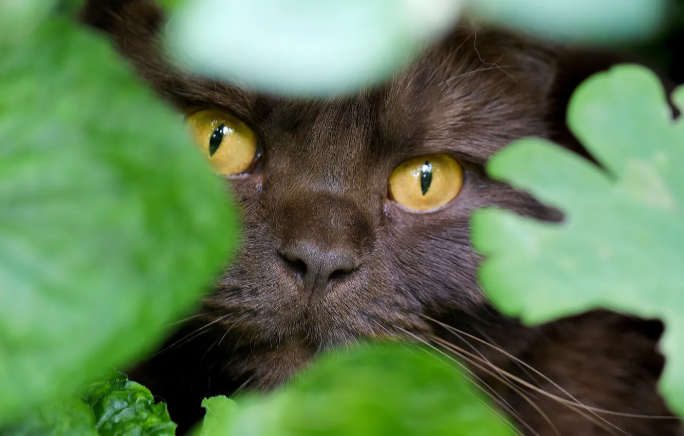 Фото обои глаза, кот, взгляд, листья, мордочка, маскировка