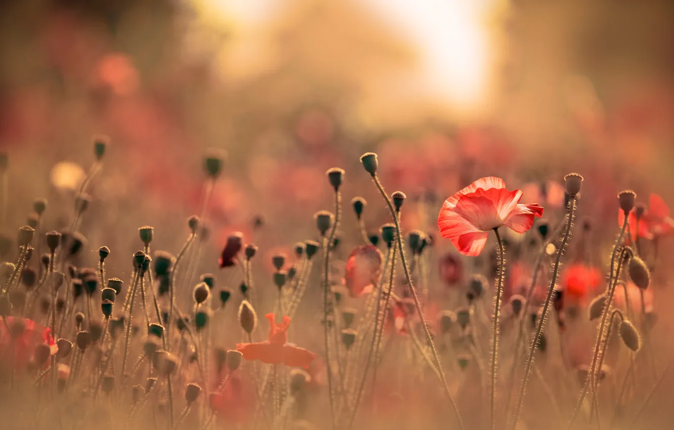 Фото обои поле, лето, свет, цветы, красный, природа, поляна, мак