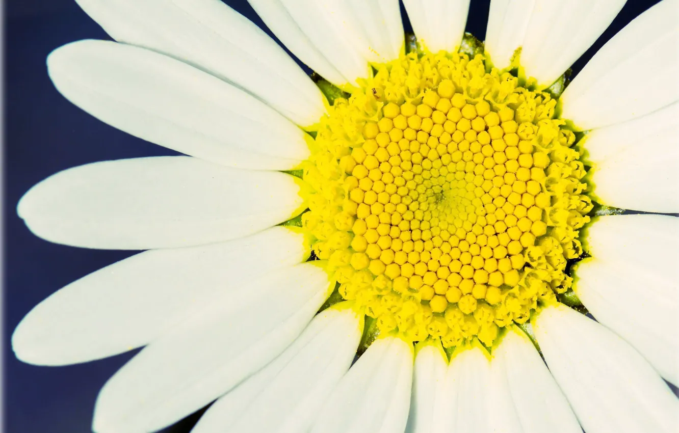 Фото обои белый, цветок, макро, желтый, фон, обои, лепестки, ромашка