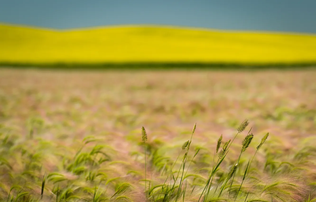 Фото обои пшеница, поле, лето, рапс