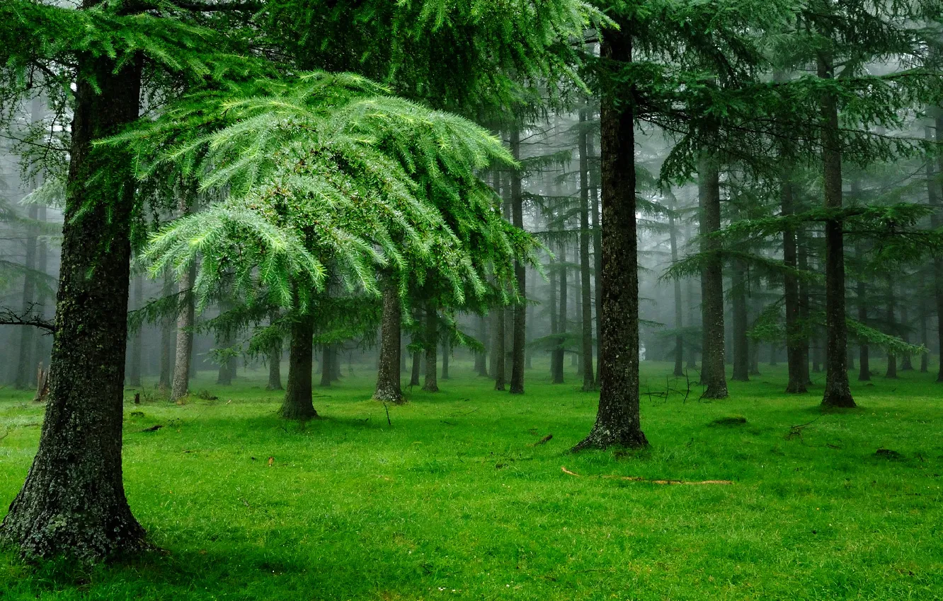 Фото обои лес, трава, капли, природа, ёлки