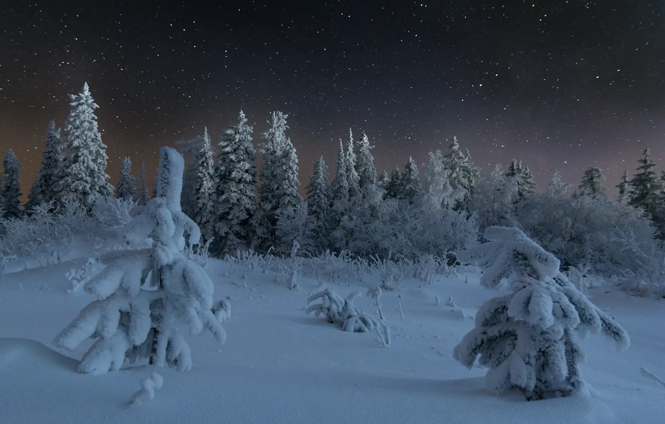 Фото обои зима, иней, лес, небо, звезды, снег, деревья, ночь