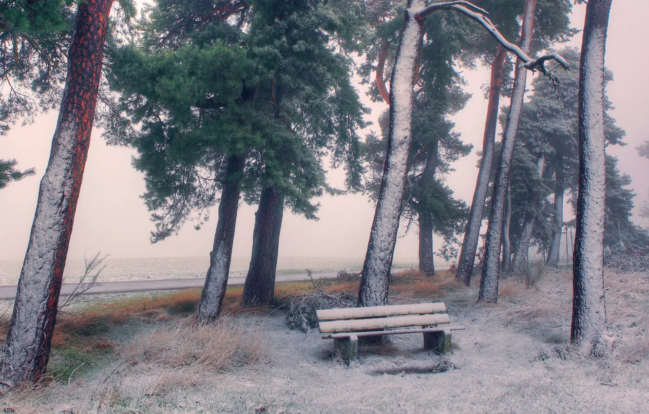 Фото обои зима, снег, деревья, скамейка, берег, лавочка, сосны, водоем