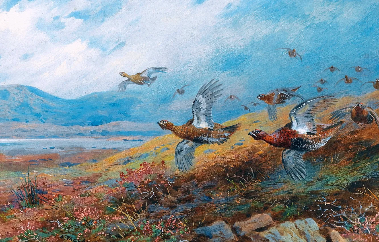 Фото обои Полет, Птицы, Картина, Archibald Thorburn, Арчибальд Торберн, Шотландский живописец, Куропатки, Летящие куропатки