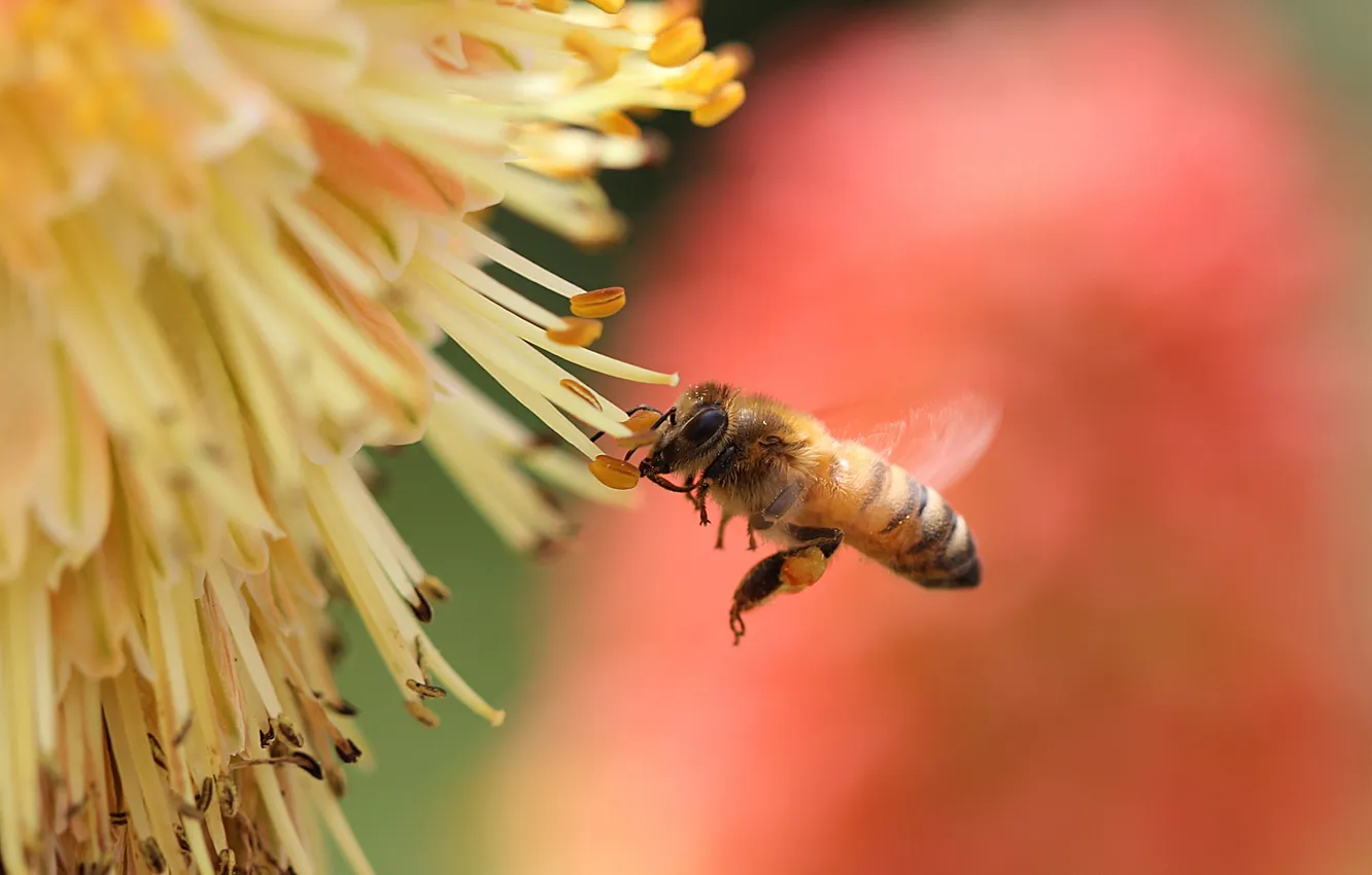 Фото обои цветок, нектар, пчела, насекомое