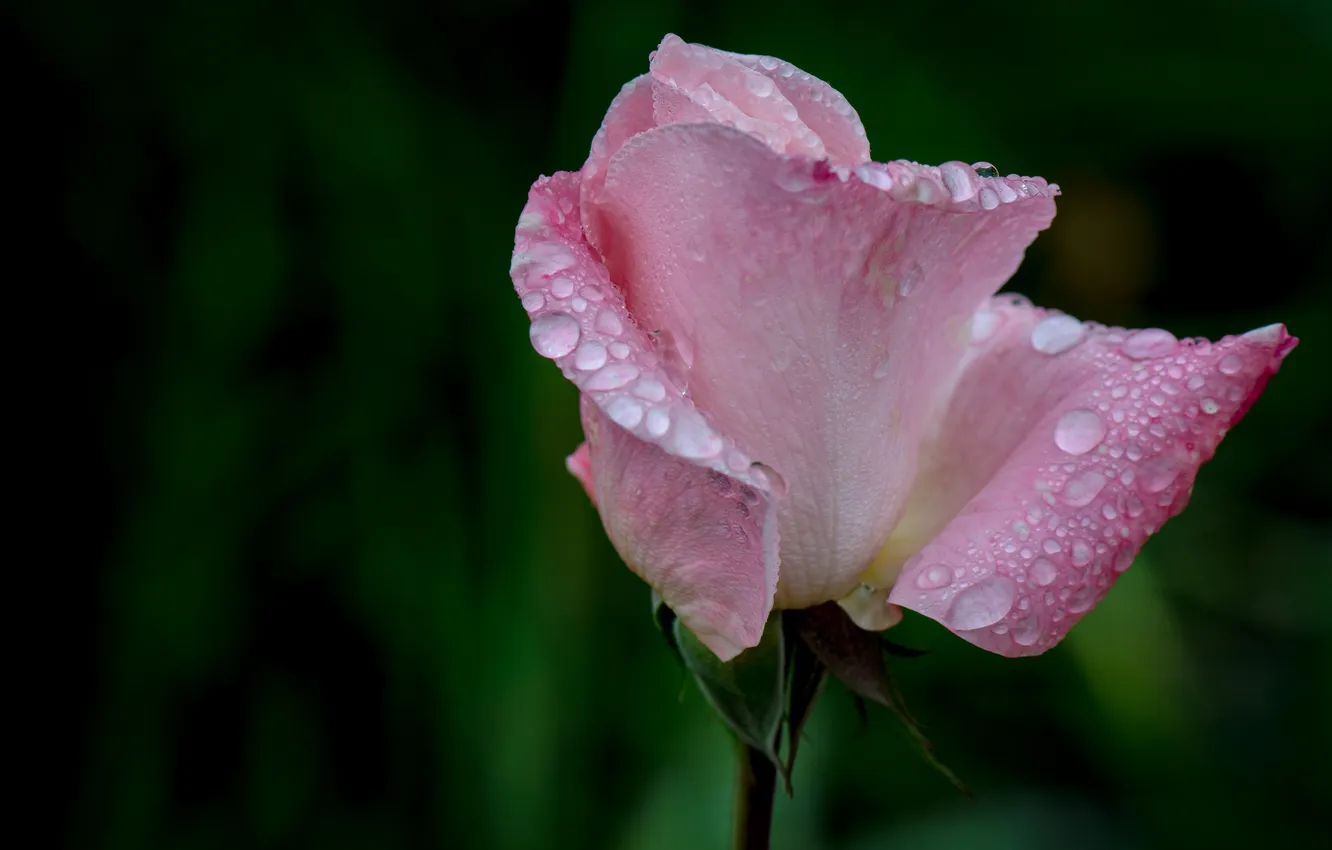 Фото обои цветок, капли, розовая, роза