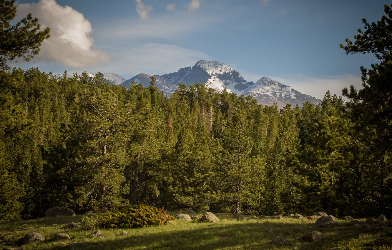 Фото обои лес, деревья, горы, поляна, Колорадо, Colorado, Rocky Mountain National Park, Роки-Маунтин
