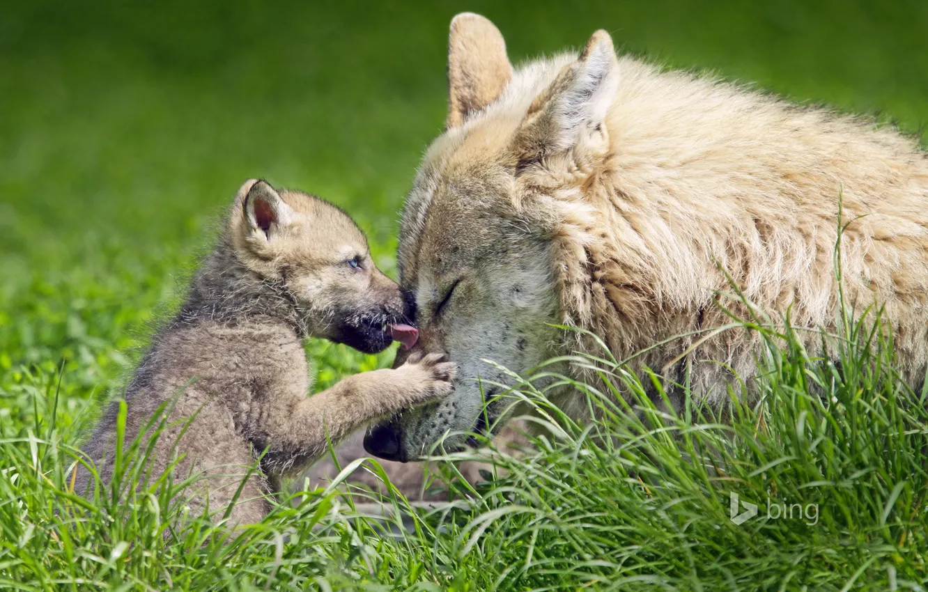 Фото обои трава, природа, волк, волчица, волчонок