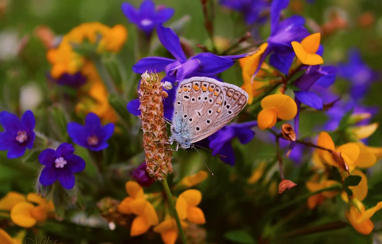 Фото обои Цветы, Бабочка, Flowers, Butterfly