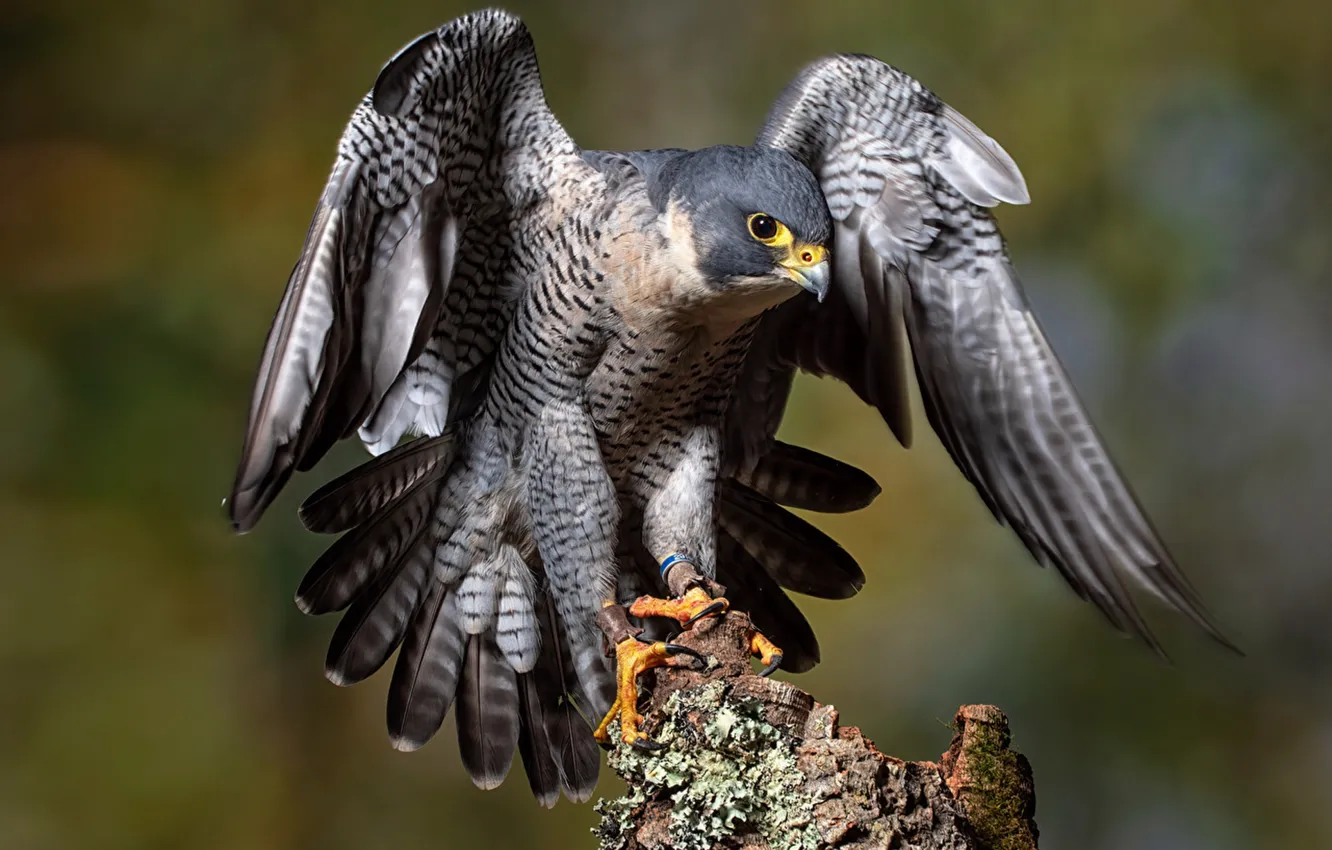 Фото обои Birds, Falcon, Wings, peregrine_falcon