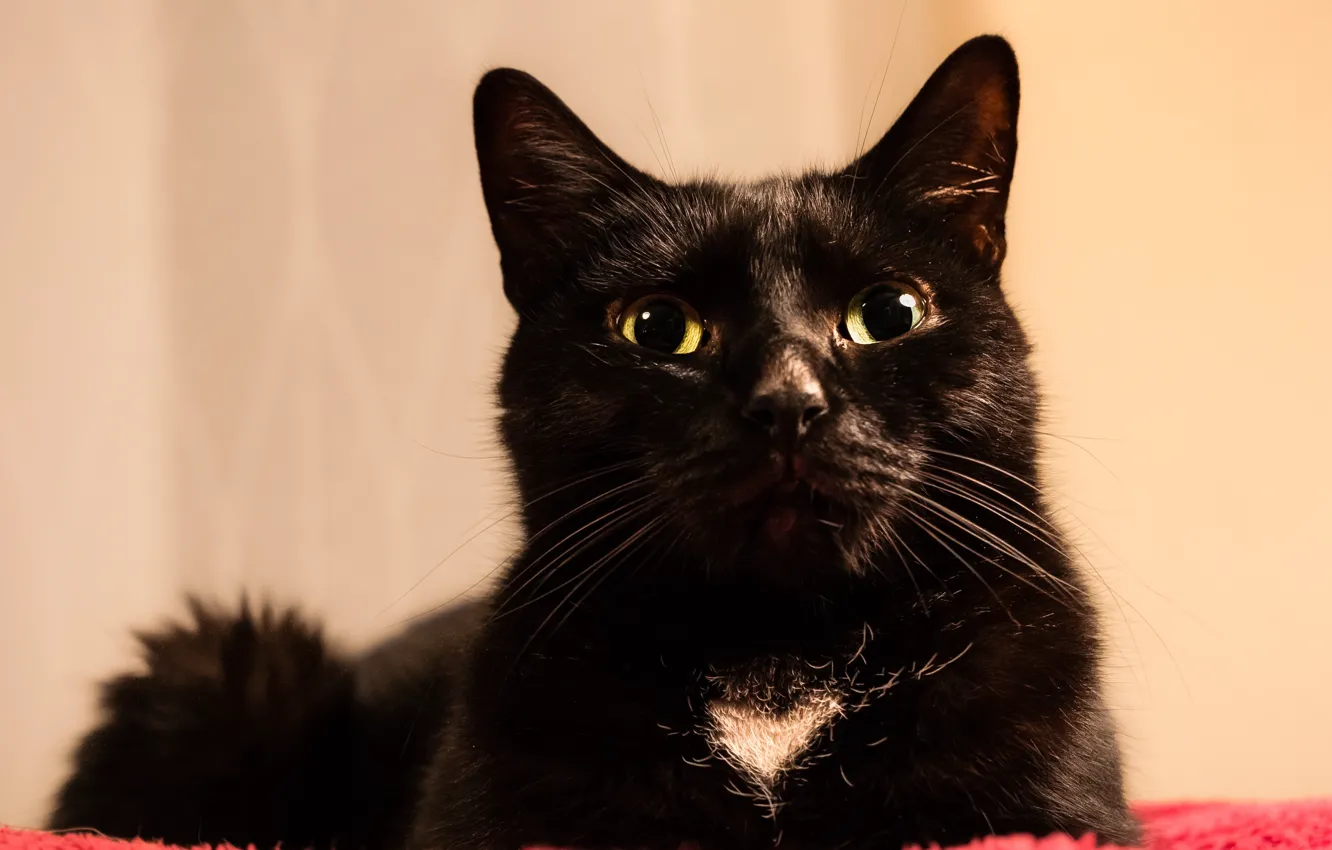 Фото обои кошка, кот, взгляд, черный