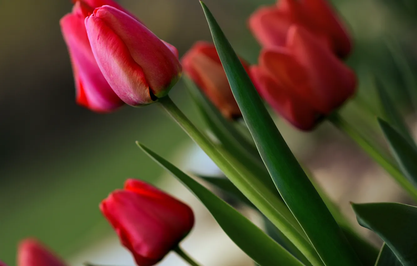 Фото обои тюльпаны, бутоны, красные тюльпаны