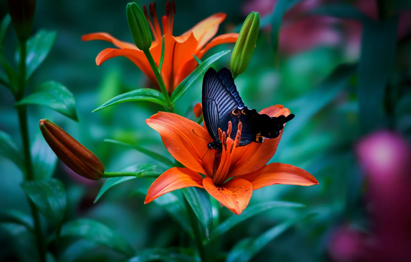 Фото обои макро, бабочка, лилия, бутоны