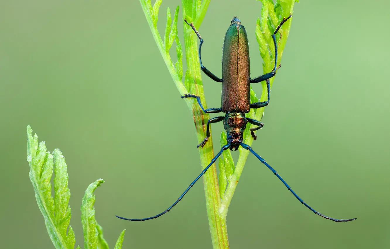 Фото обои макро, жук, насекомое