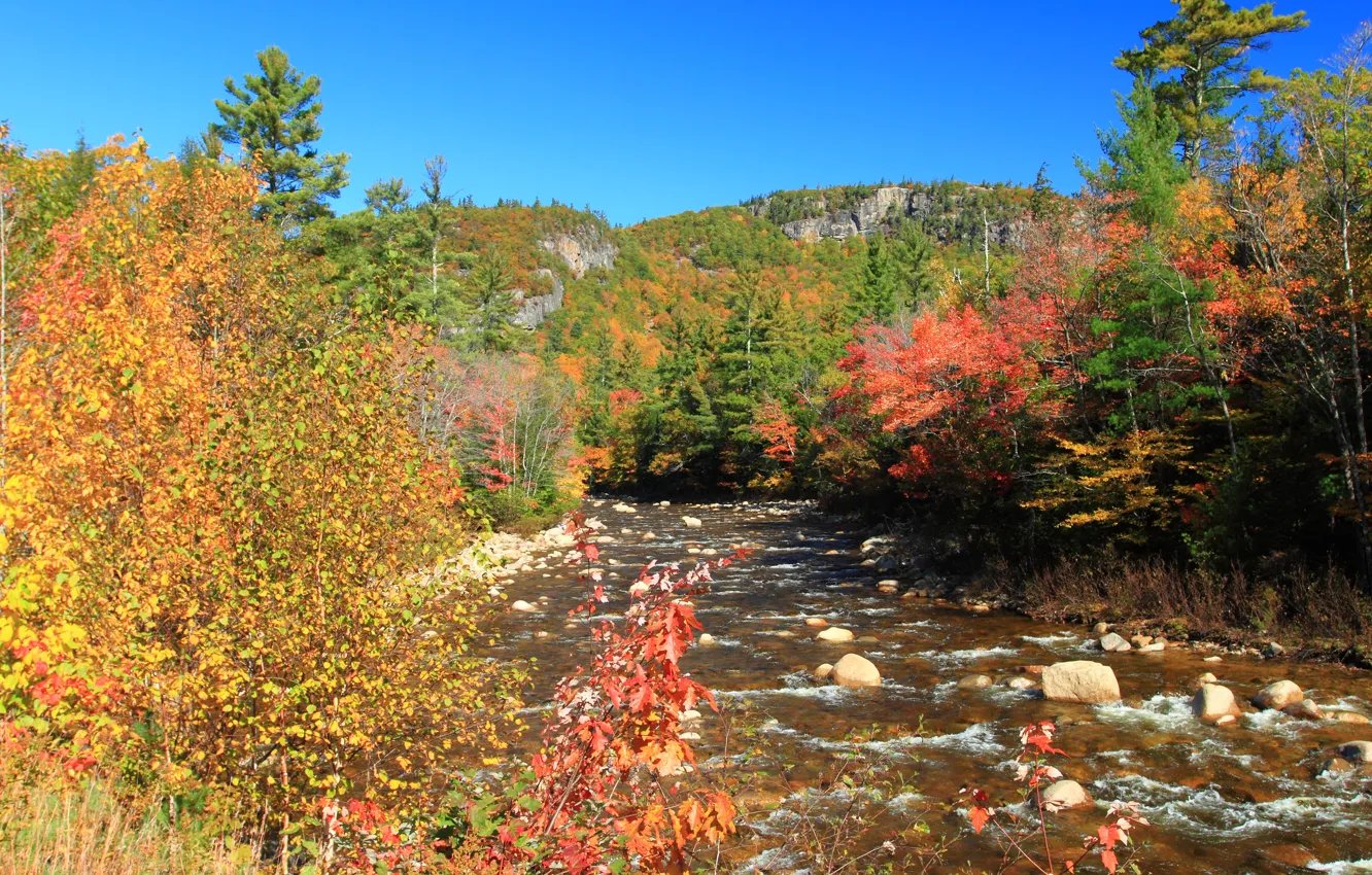 Фото обои Осень, Лес, Камни, Fall, Речка, Autumn, Colors, River