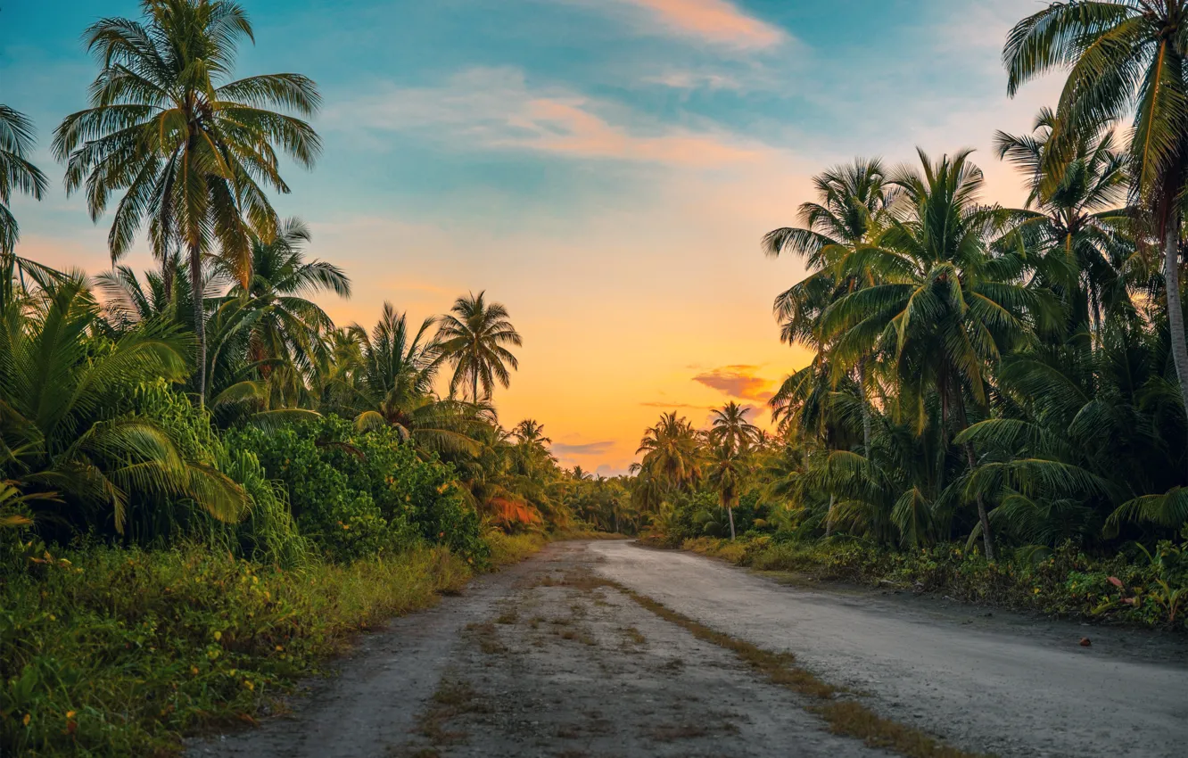 Фото обои forest, road, palm, foliage