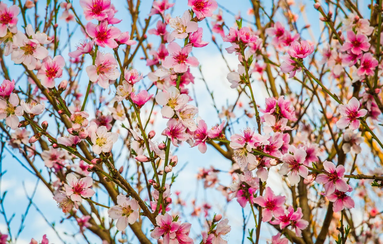 Фото обои ветки, весна, цветение, цветки, персиковое дерево