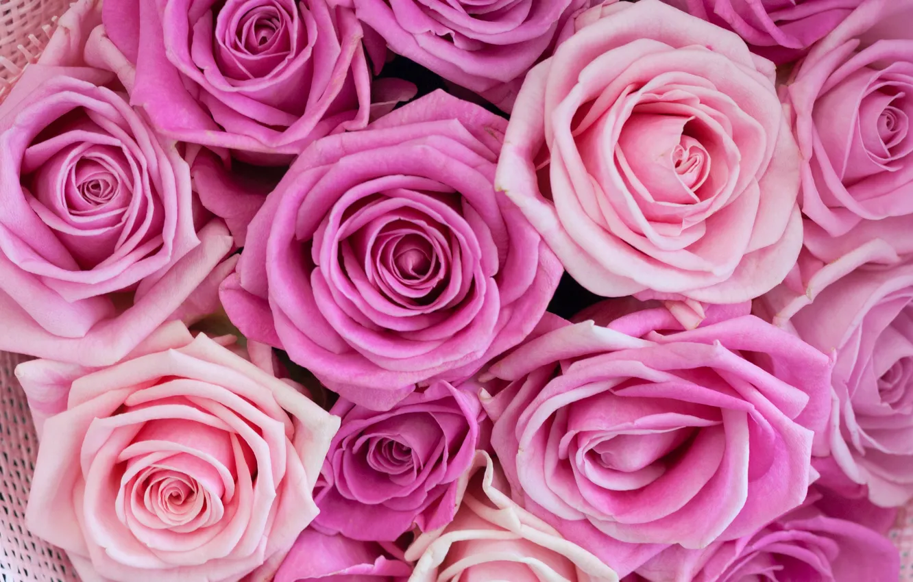 Лепестки розовых роз. Розовые розы. R o se. Яркие цветы. Розовые розы.