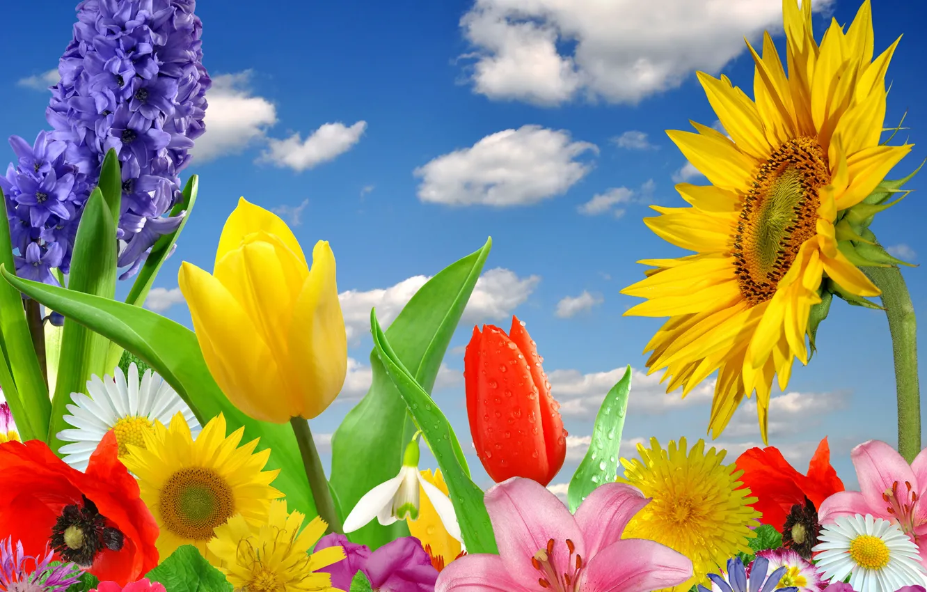 Фото обои бабочки, цветы, весна, colorful, цветение, blossom, flowers, spring