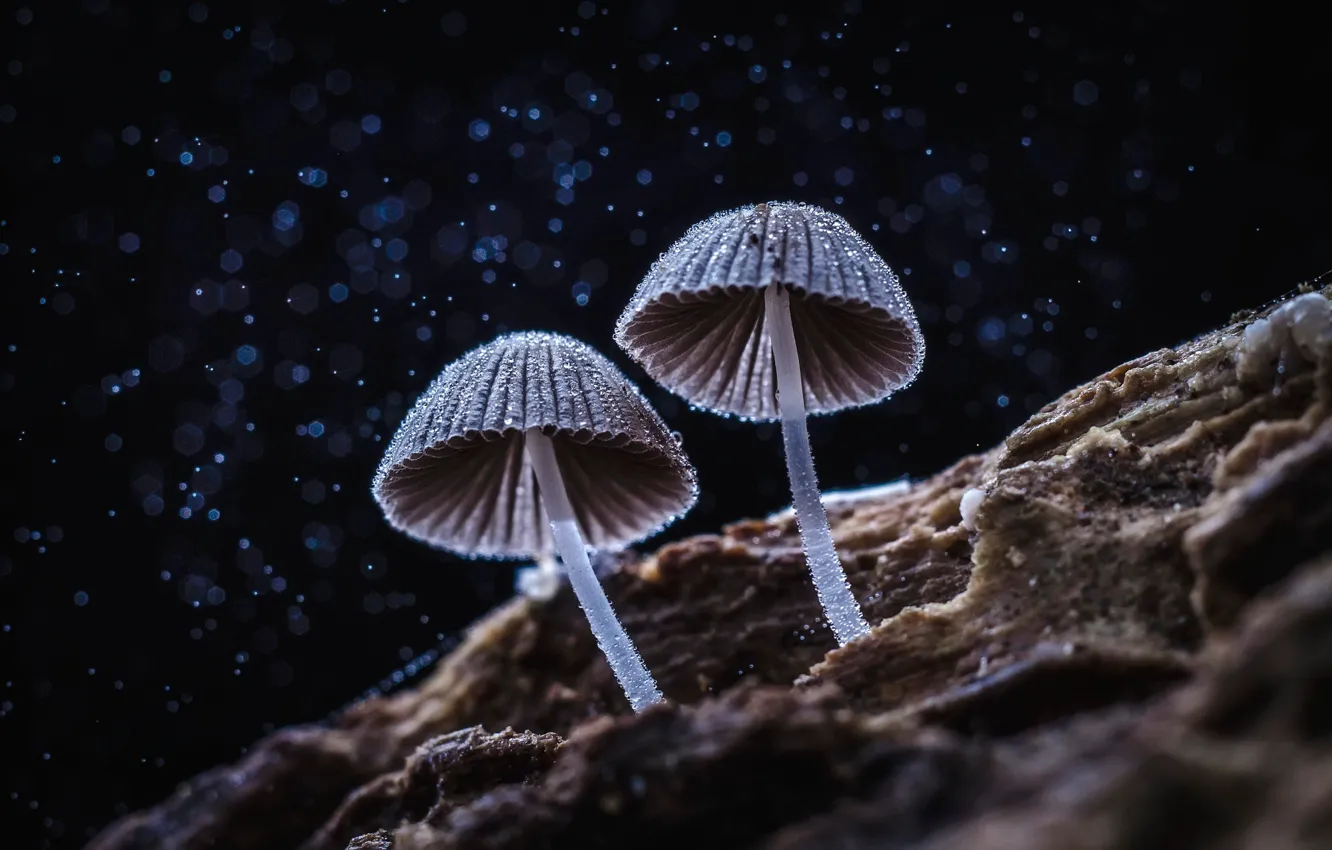 Фото обои темный фон, грибы, боке