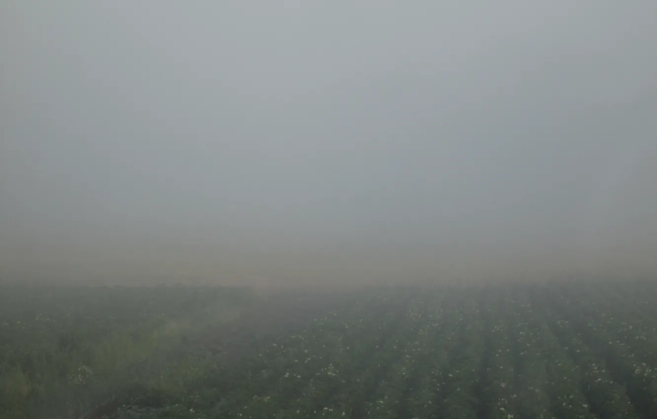 Фото обои Поле, Туман, Бульба
