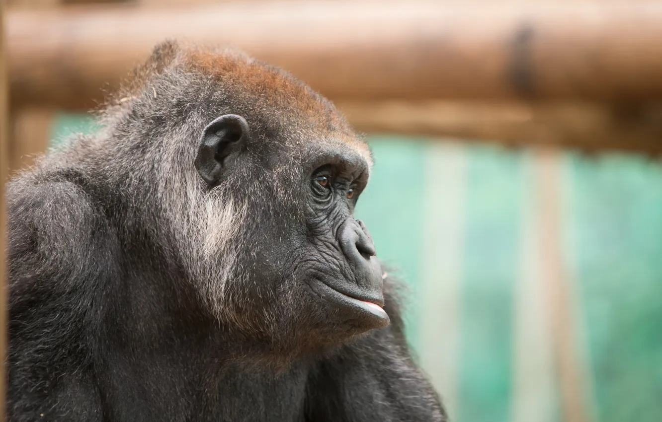 Фото обои взгляд, фон, Gorilla