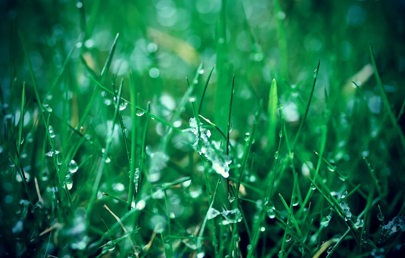 Фото обои лед, трава, grass, cold, frost