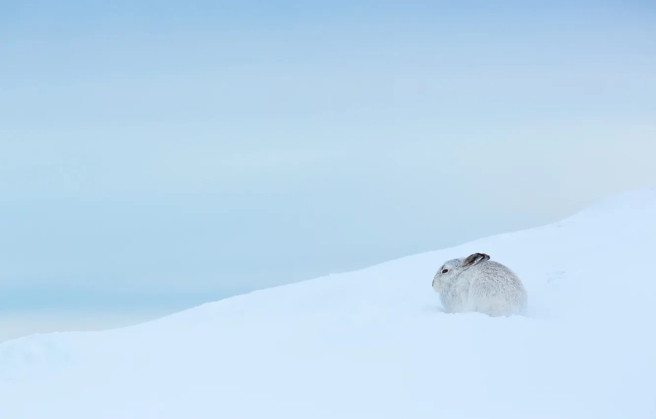 Фото обои зима, природа, заяц