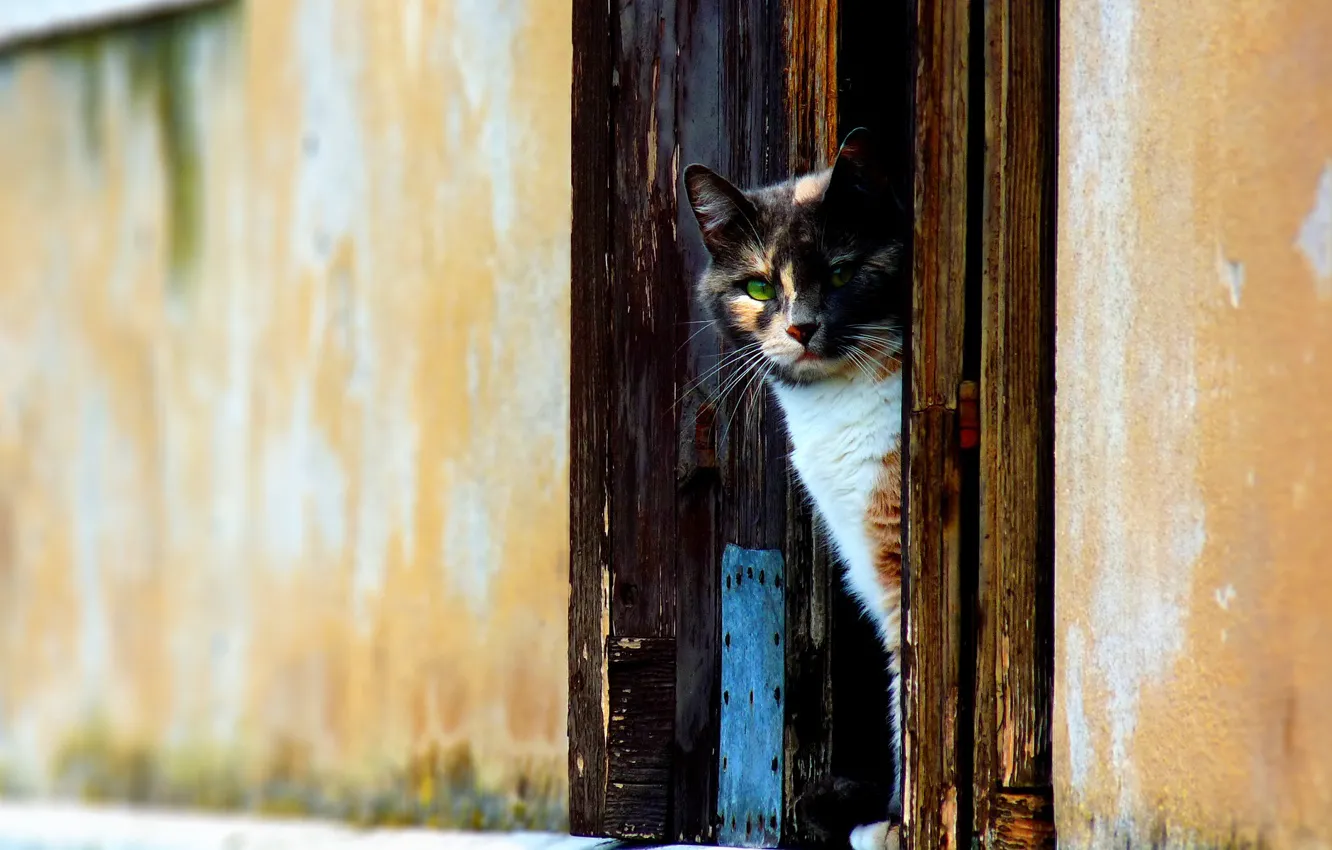 Фото обои кот, стена, Дверь