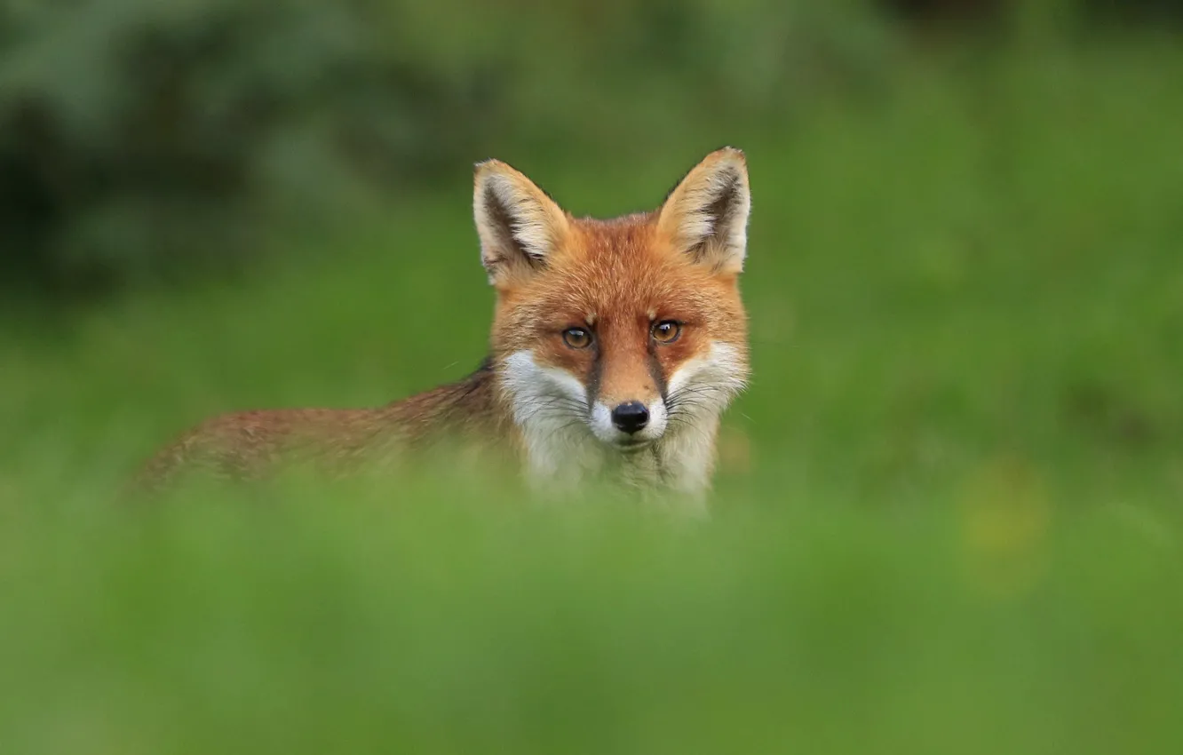 Фото обои red, grass, fox