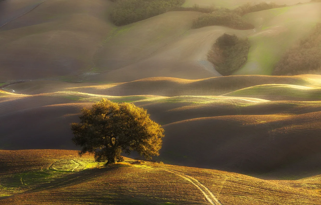 Фото обои свет, дерево, холмы, утро, Италия, Тоскана