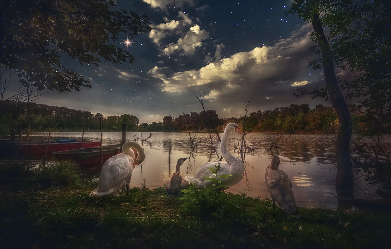 Фото обои небо, деревья, птицы, ночь, озеро, звёзды, лебеди, птенцы