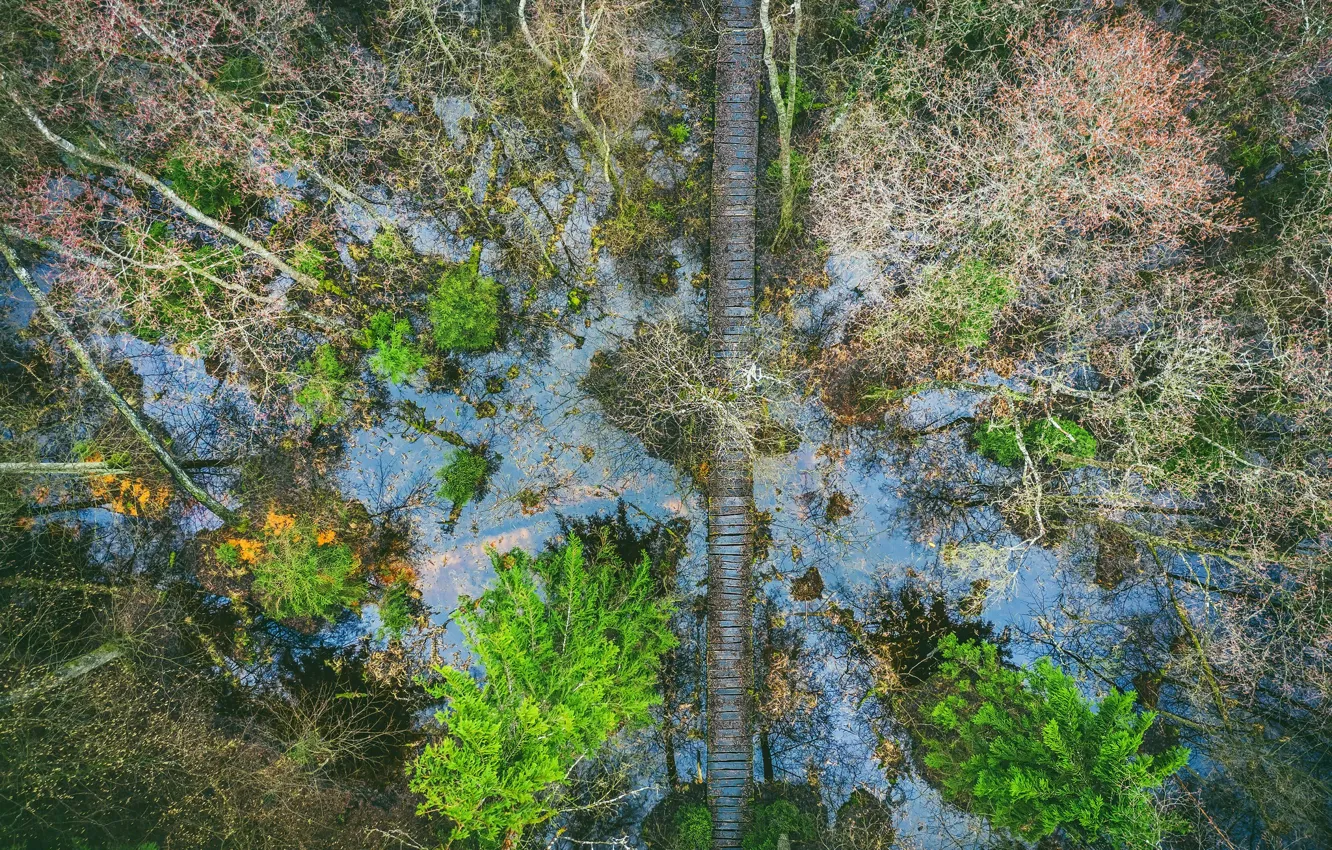 Фото обои лес, мост, природа