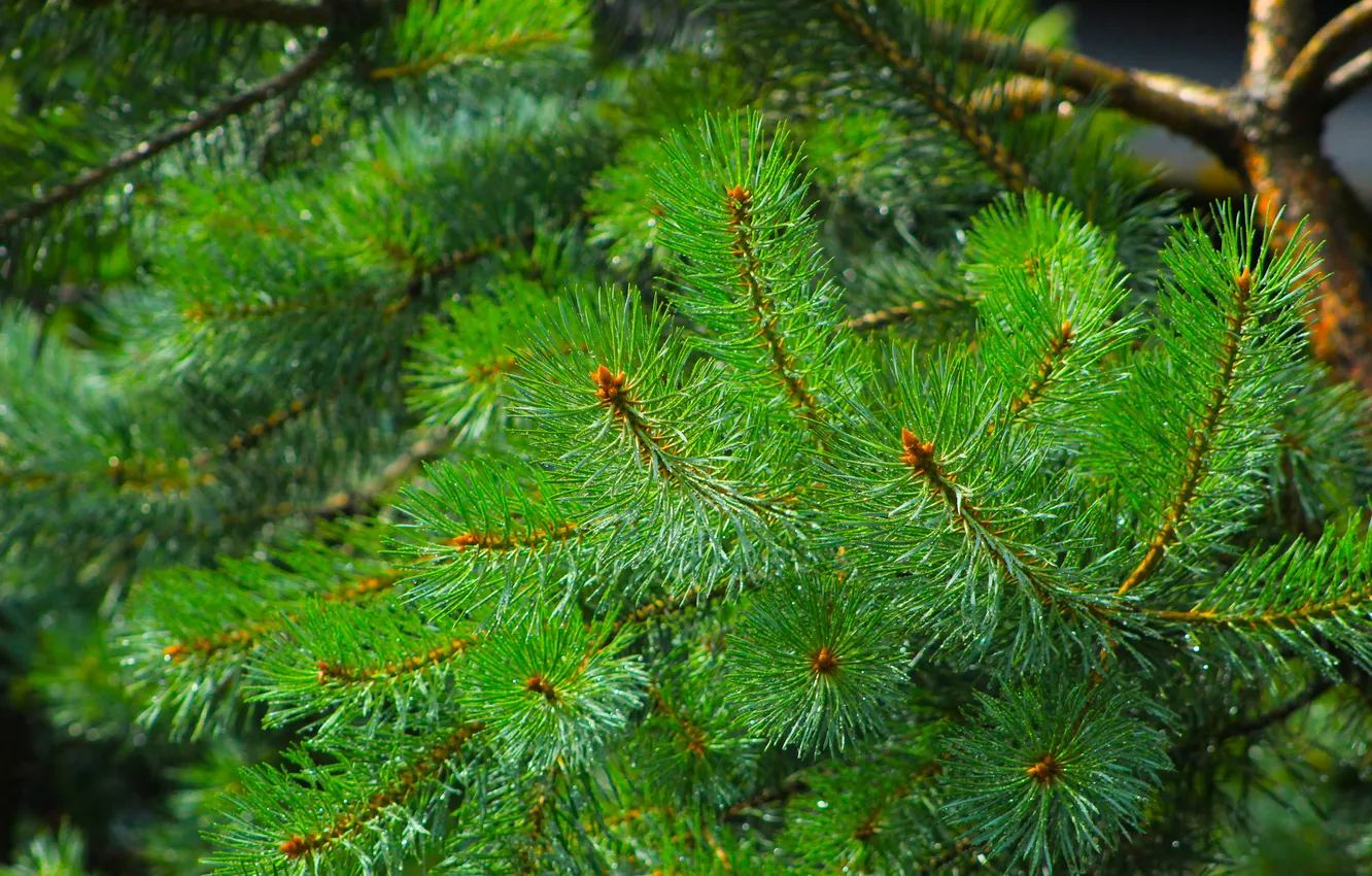 Фото обои tree, pine, twig
