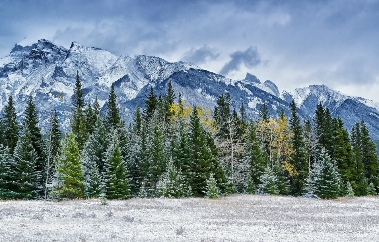 Фото обои зима, лес, снег, деревья, горы, хвойные