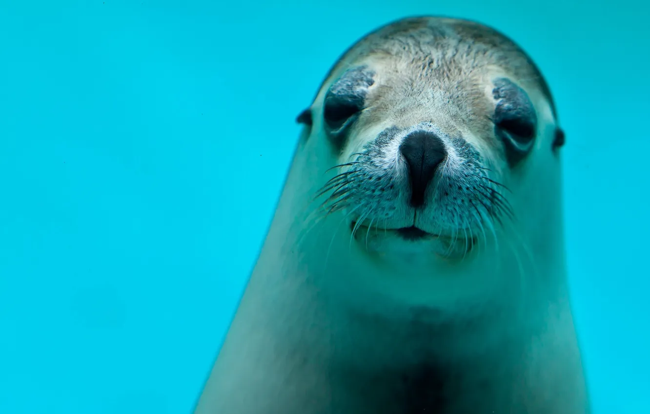 Фото обои тюлень, смотрит, голубая вода