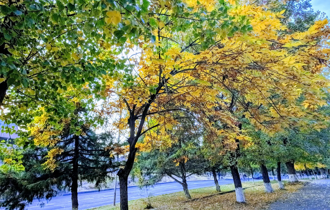 Фото обои осень, деревья, желтый, природа, зеленый, дерево, green, улица