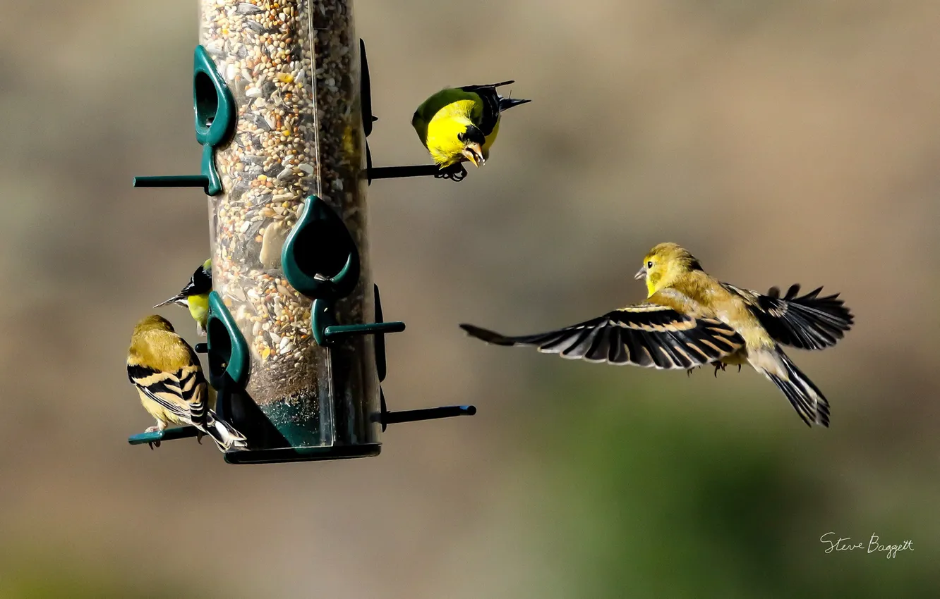 Фото обои птица, кормушка, корма, зяблик, Finches