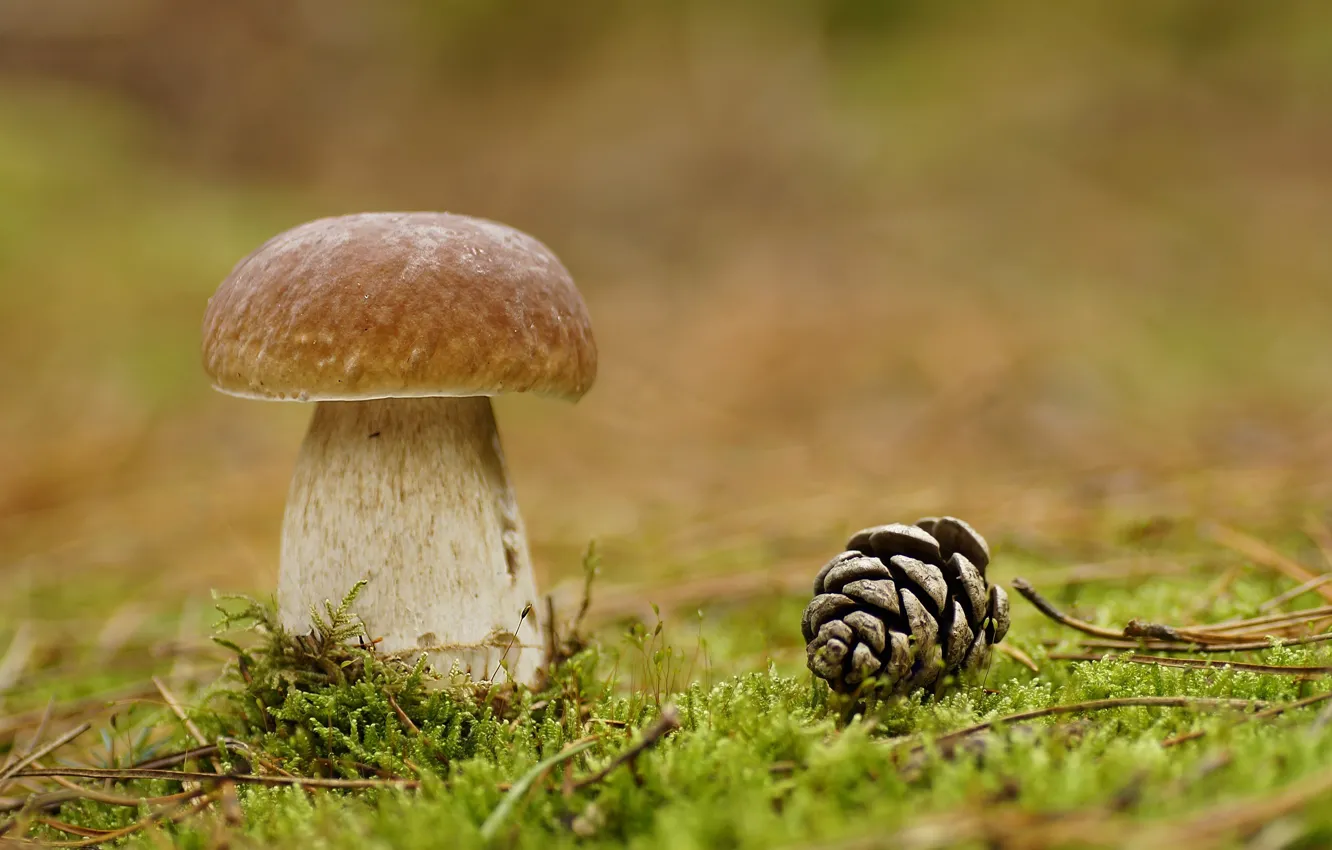 Фото обои лес, макро, гриб, мох, шишка